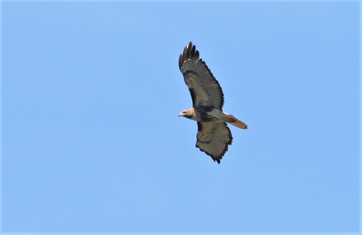 Red-tailed Hawk - ML317047431