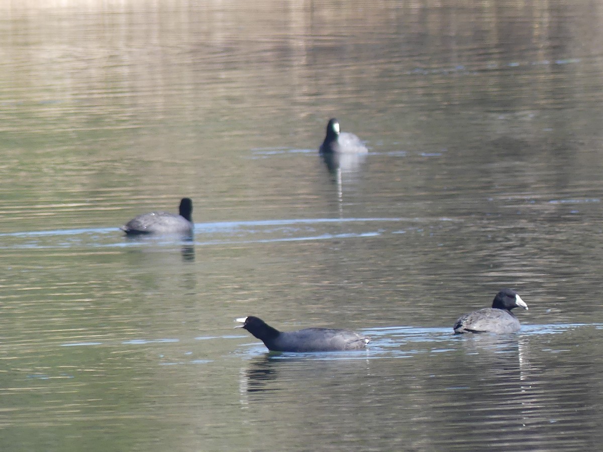 American Coot - ML317049311