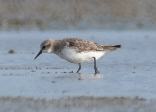 Little Stint - Udaya Kumar Balasubramanian