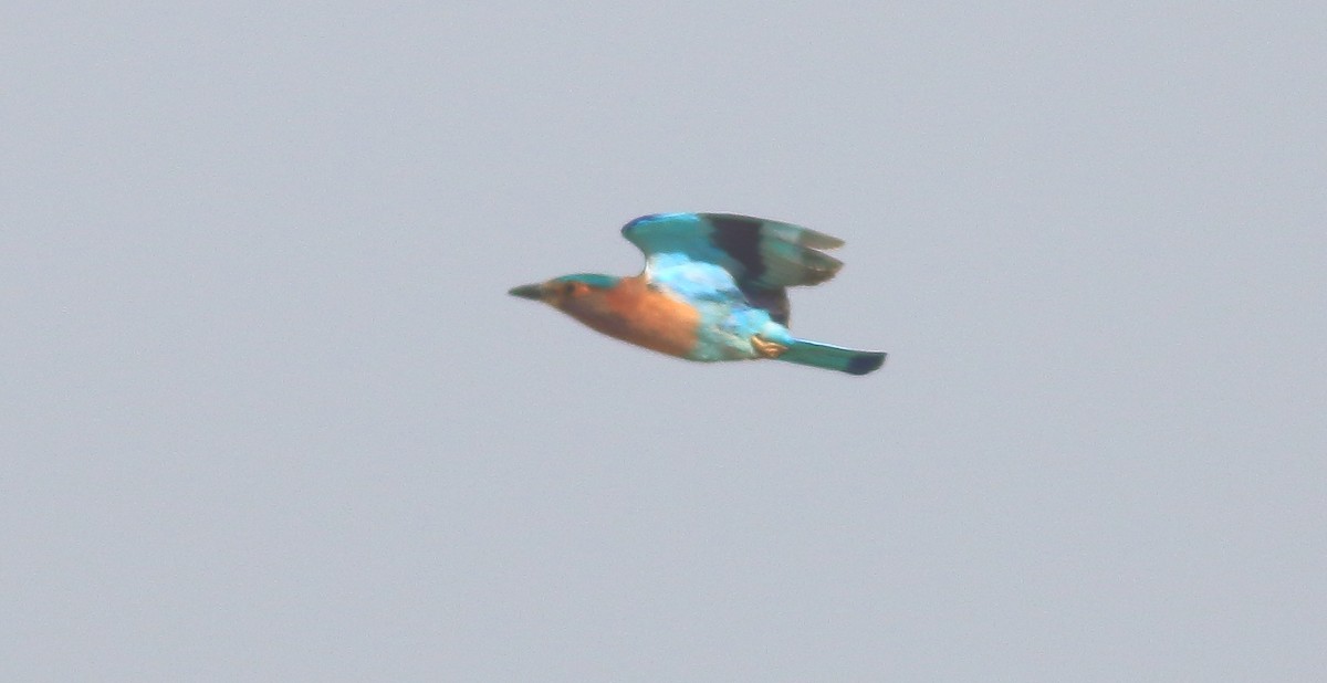 Indian Roller - David Barton