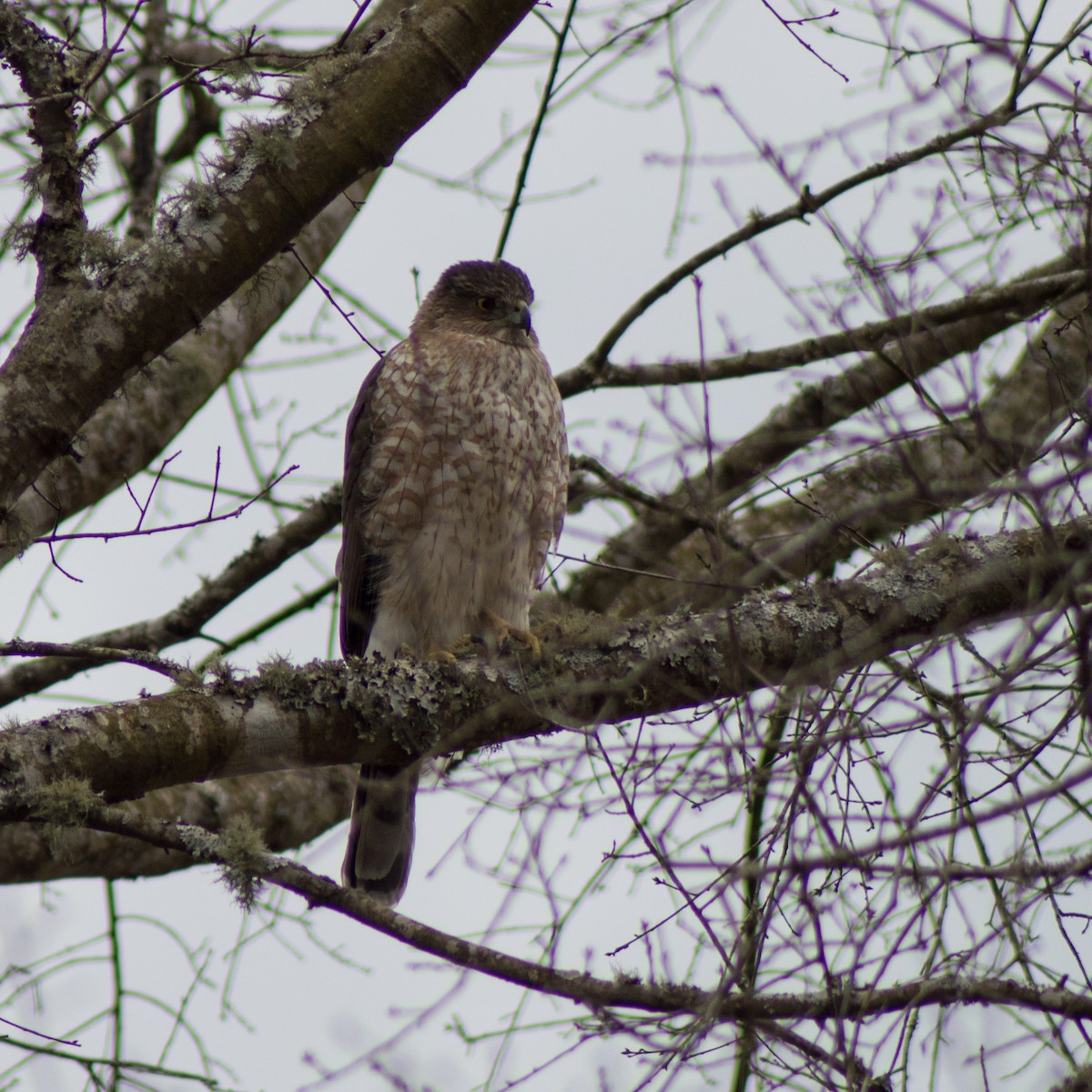 Cooper's Hawk - ML317053491