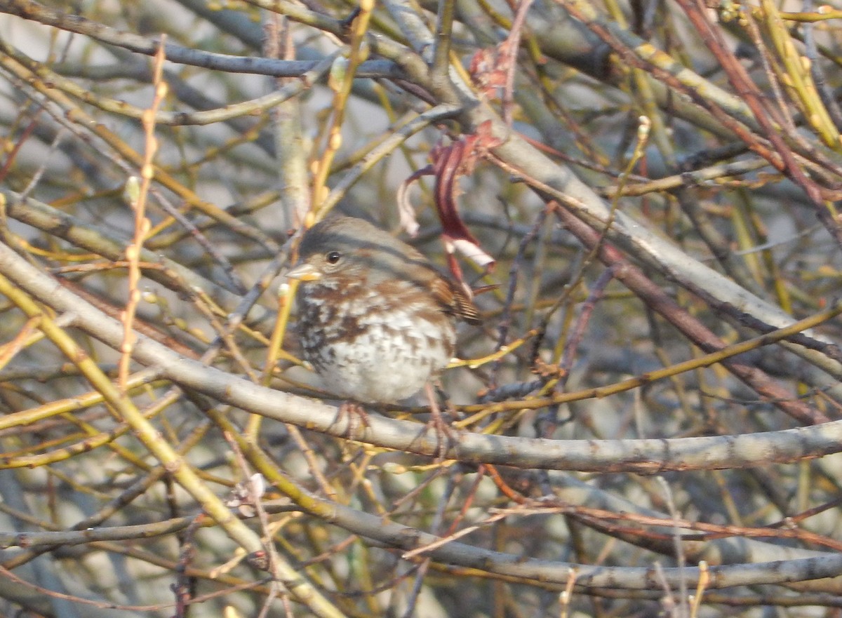 Fox Sparrow - ML317056241