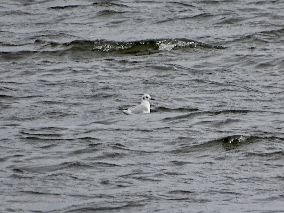 Bonaparte's Gull - ML317056381