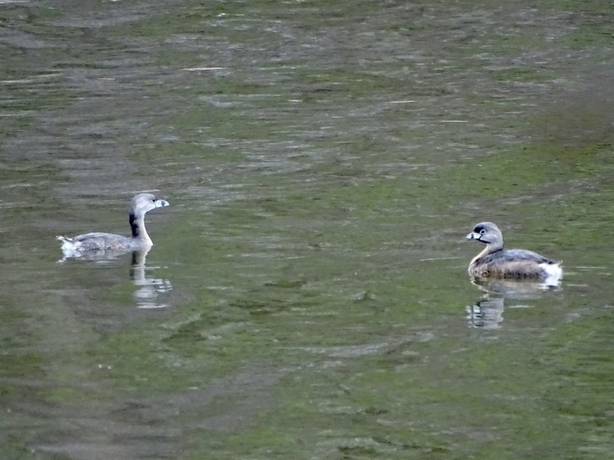 Pied-billed Grebe - ML317056421