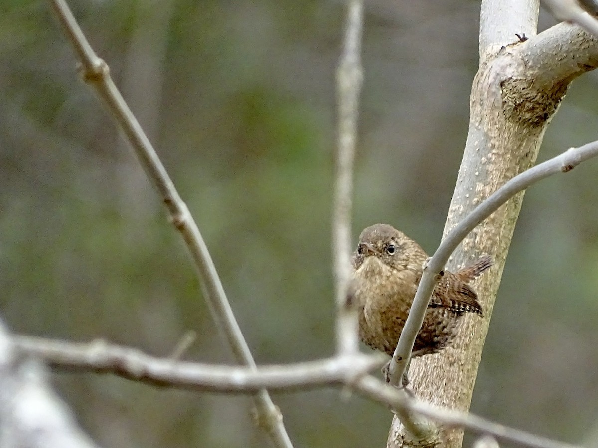 Winter Wren - ML317057351