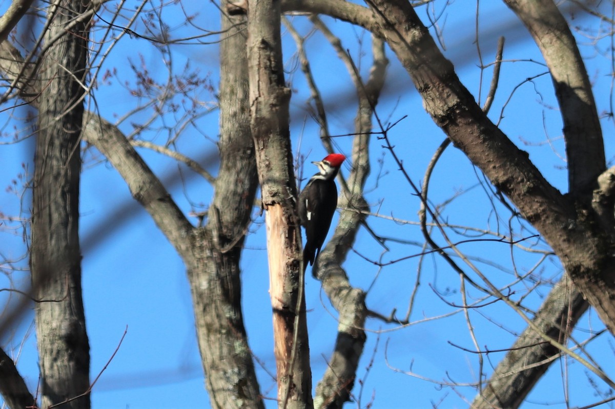 Pileated Woodpecker - Keith McMullen