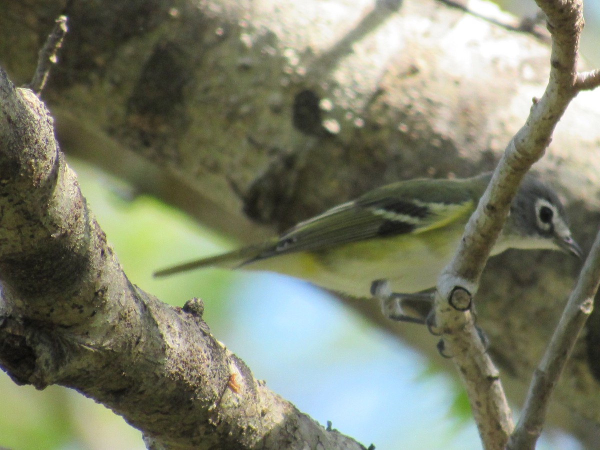 Blue-headed Vireo - ML317058151