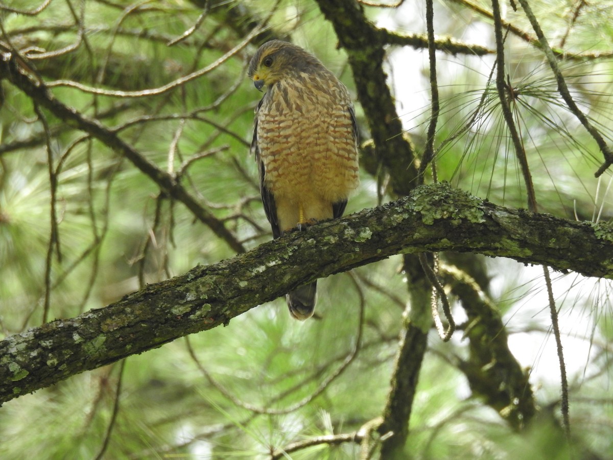 Roadside Hawk - Romel Romero