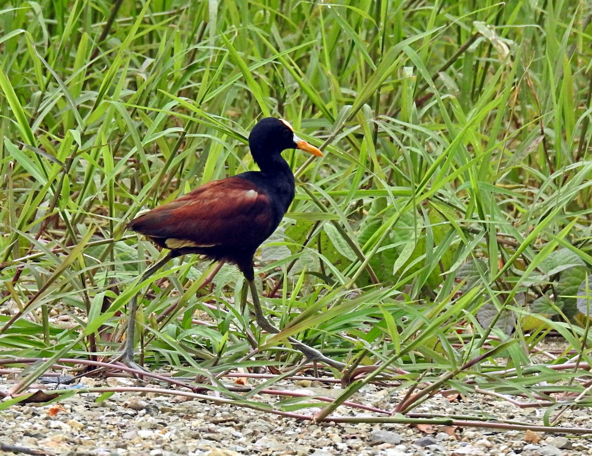 Northern Jacana - Romel Romero