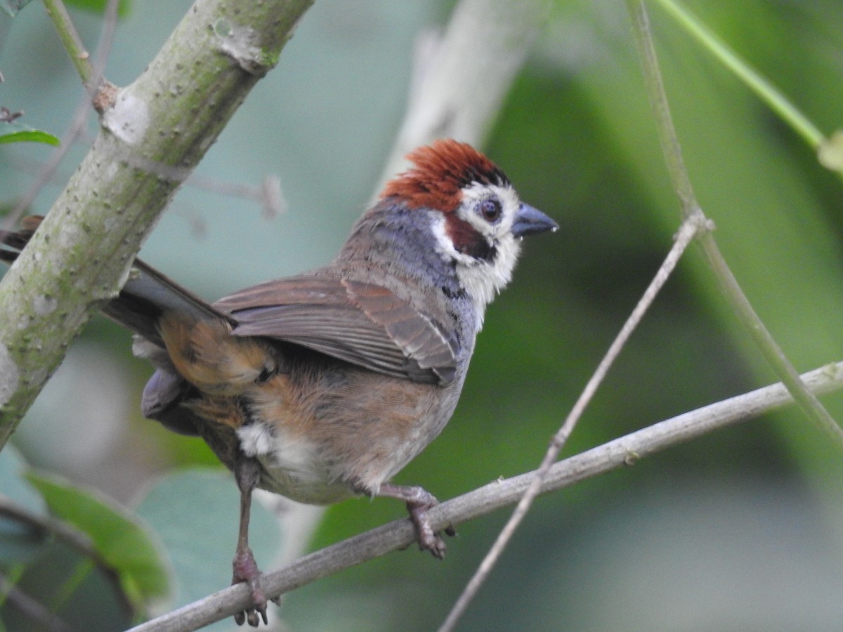 White-faced Ground-Sparrow - Romel Romero