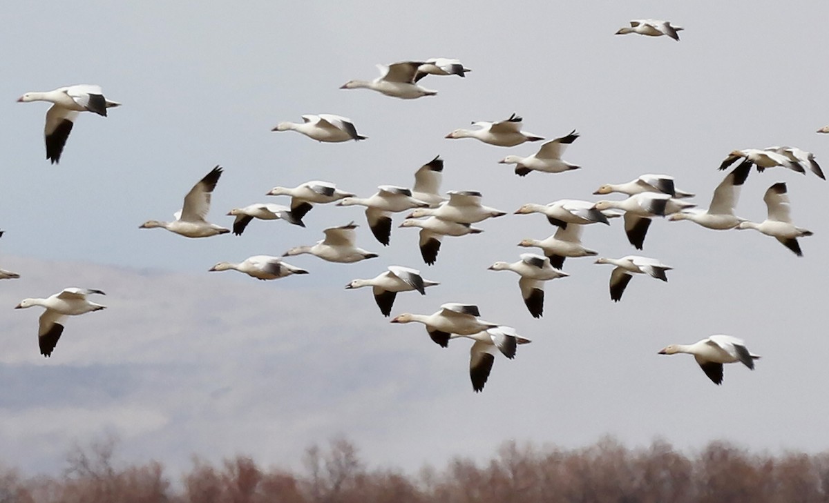 Snow Goose - ML317058921