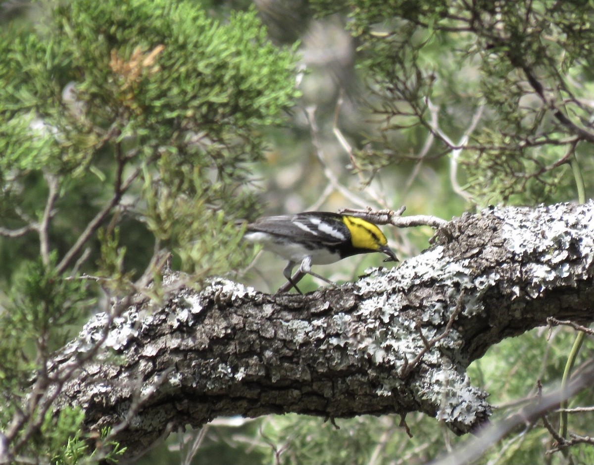 Golden-cheeked Warbler - ML317060201