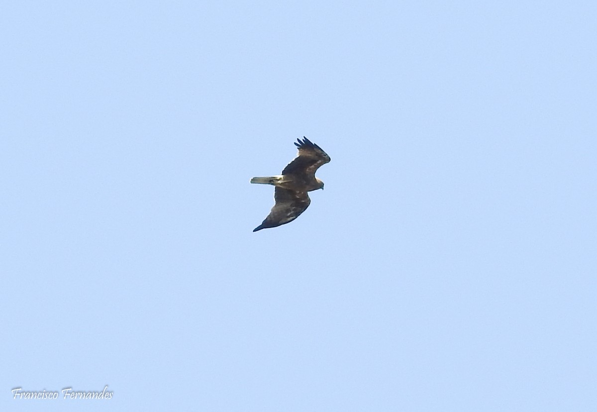 Бахим бүргэд - ML31706051