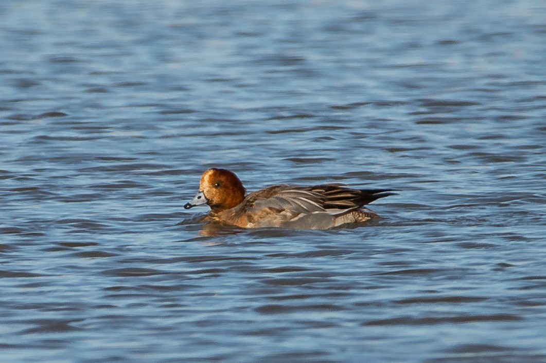 Eurasian Wigeon - Rob  Sielaff