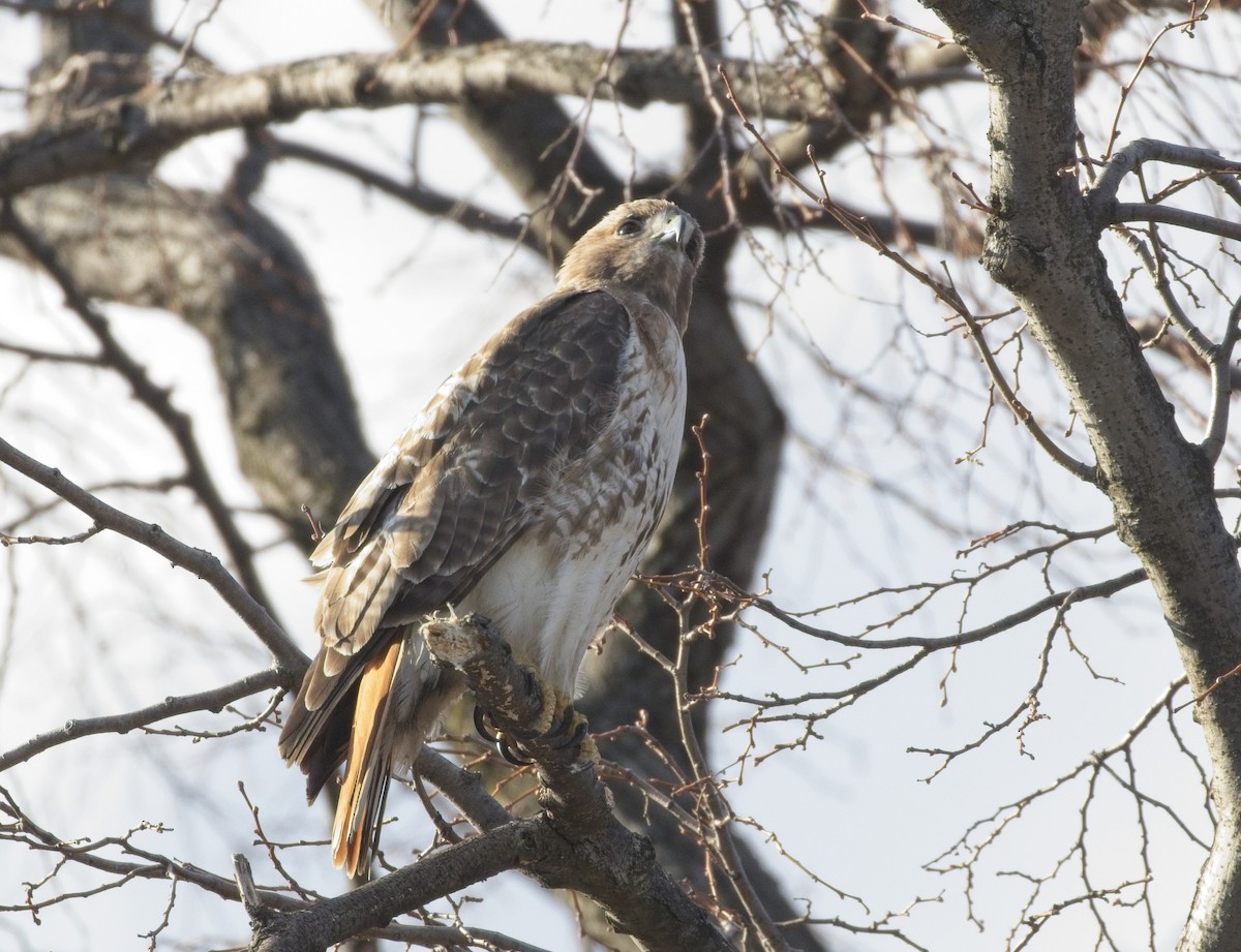 Red-tailed Hawk - ML317061561