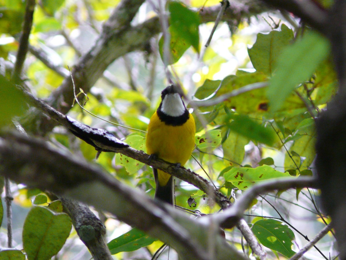 Golden Whistler - ML317061641