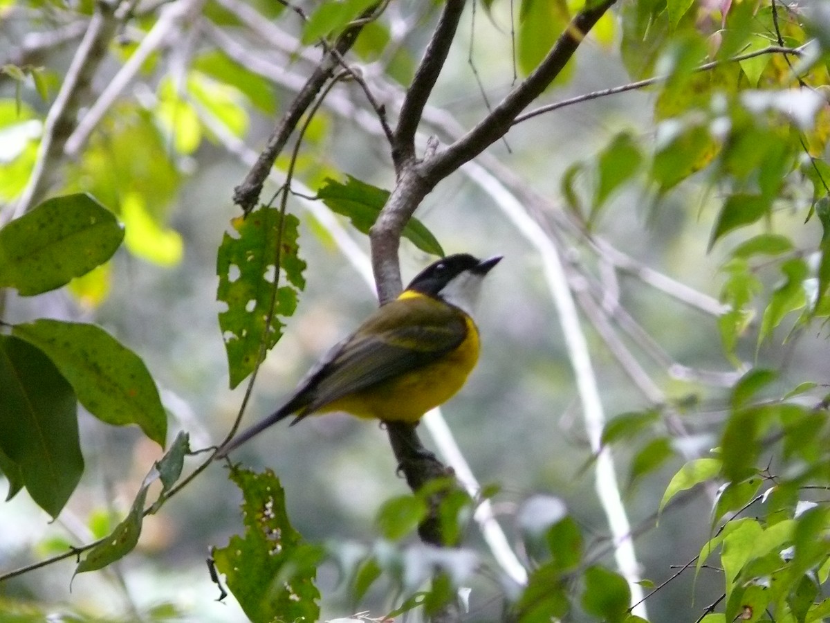 Golden Whistler - Pete Read