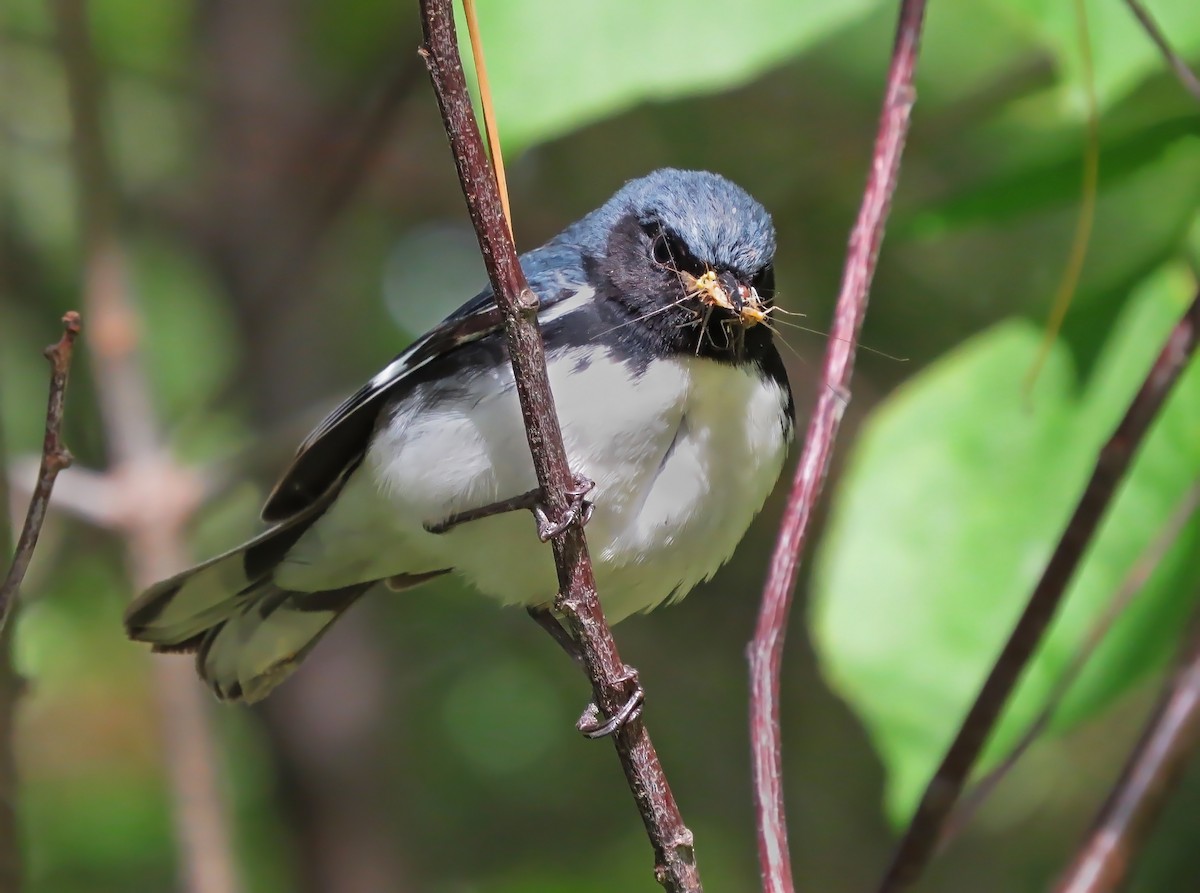 Paruline bleue - ML31706181