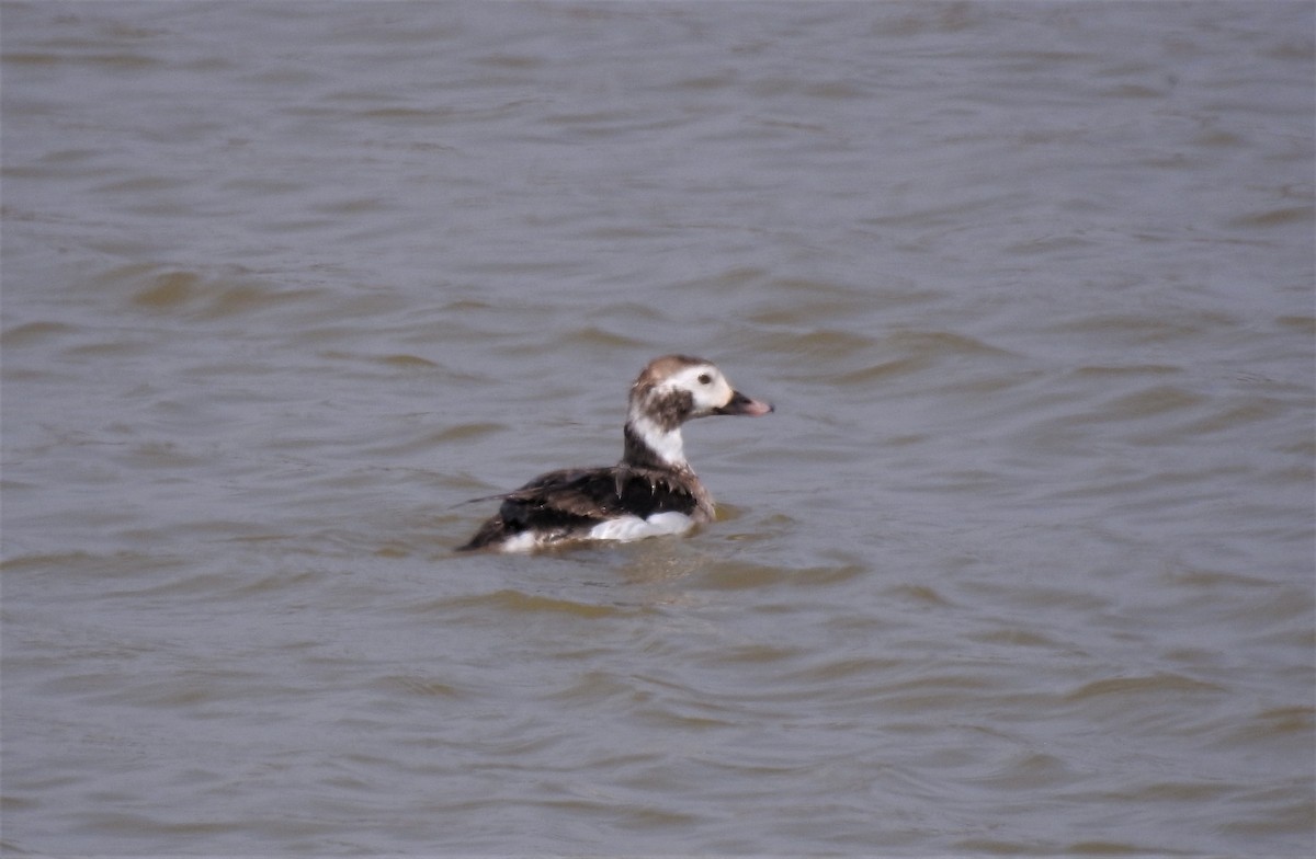 Long-tailed Duck - Denise Stephens