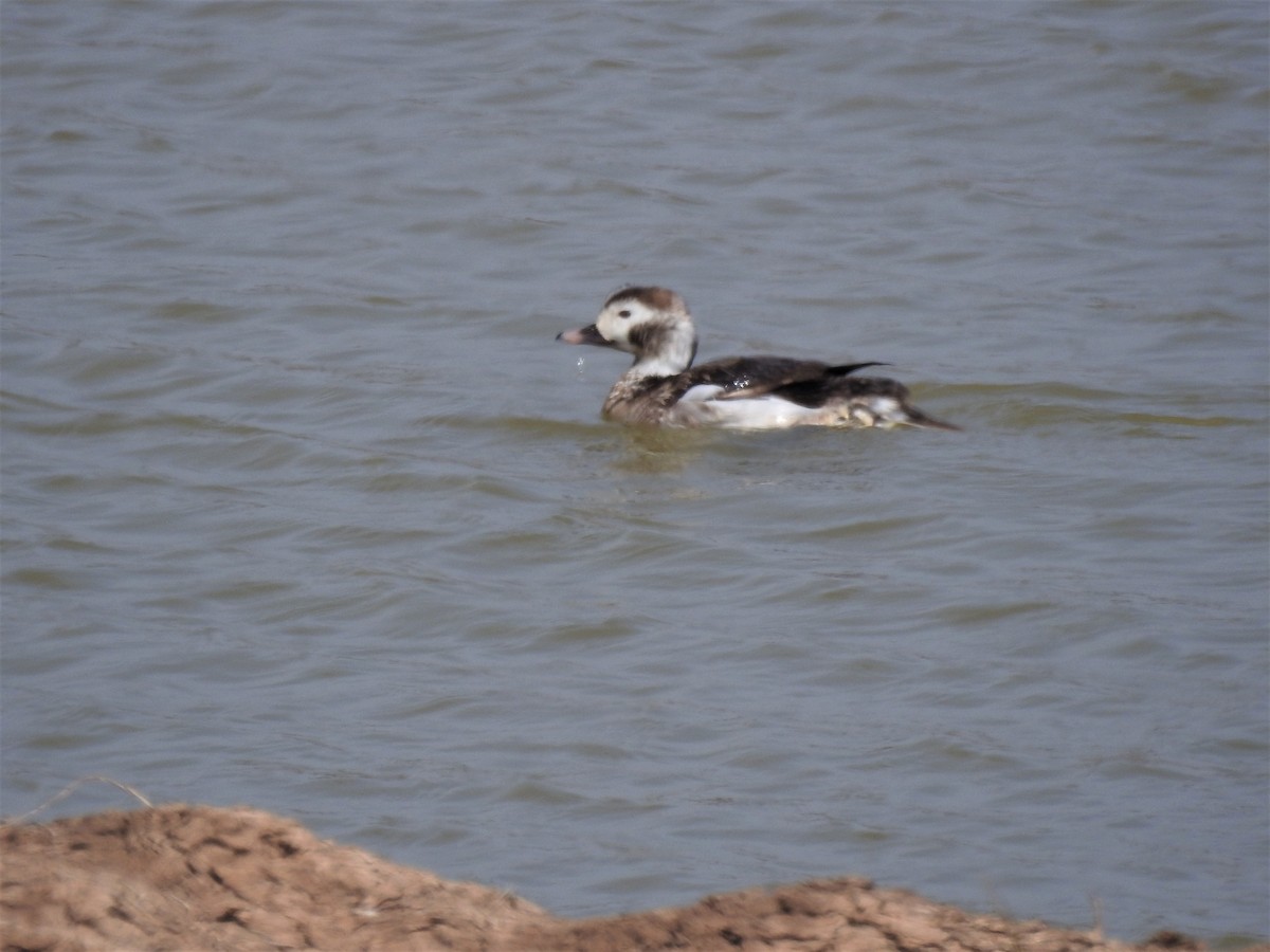 Long-tailed Duck - Denise Stephens