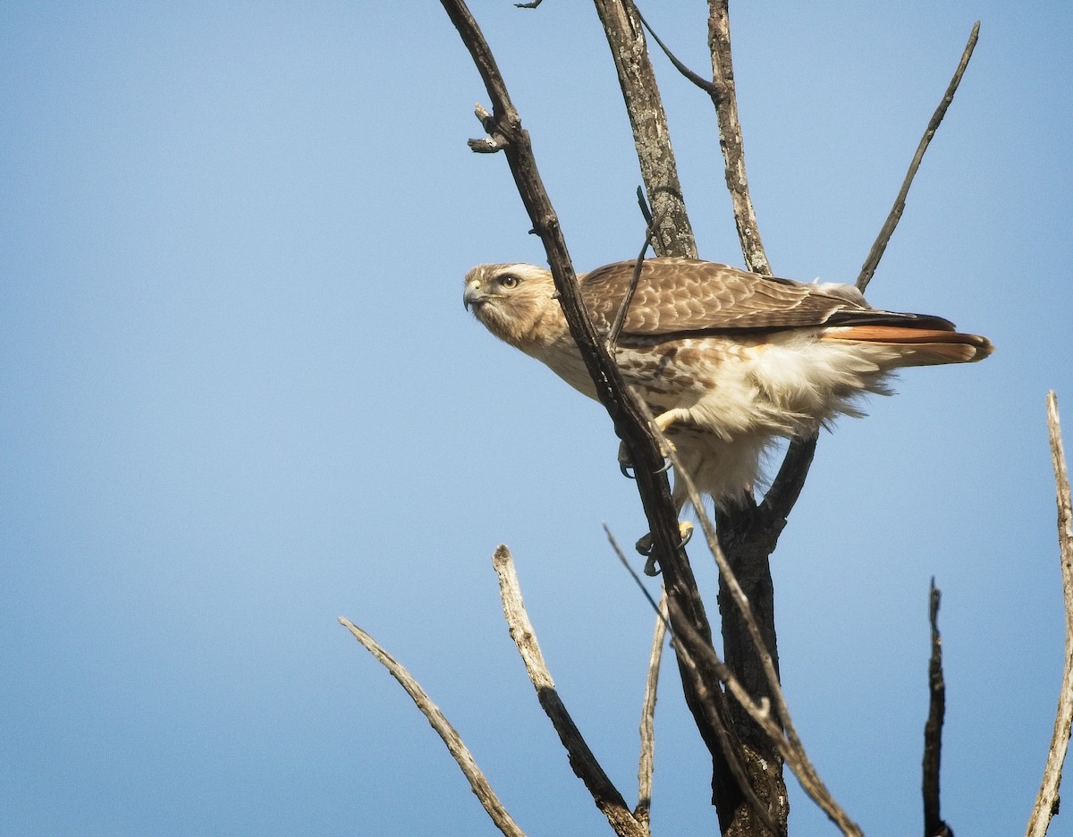 Red-tailed Hawk - ML317062131