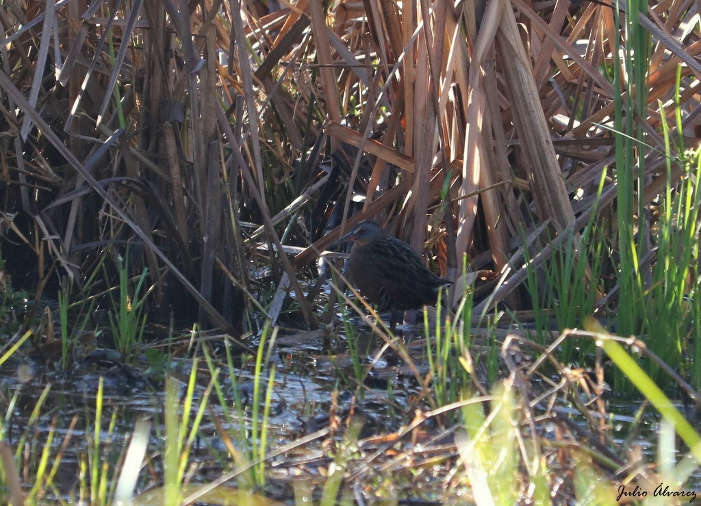 Virginia Rail - ML317062301