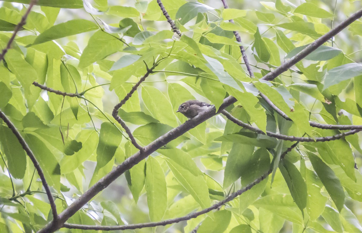 Black-throated Blue Warbler - ML31706231