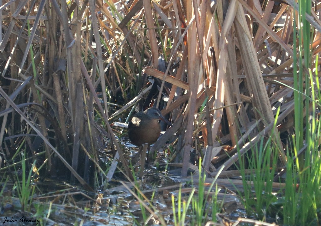 Virginia Rail - ML317062321