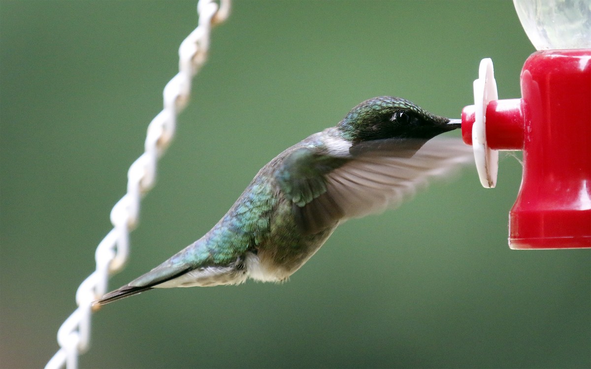 Ruby-throated Hummingbird - Wendy Hogan