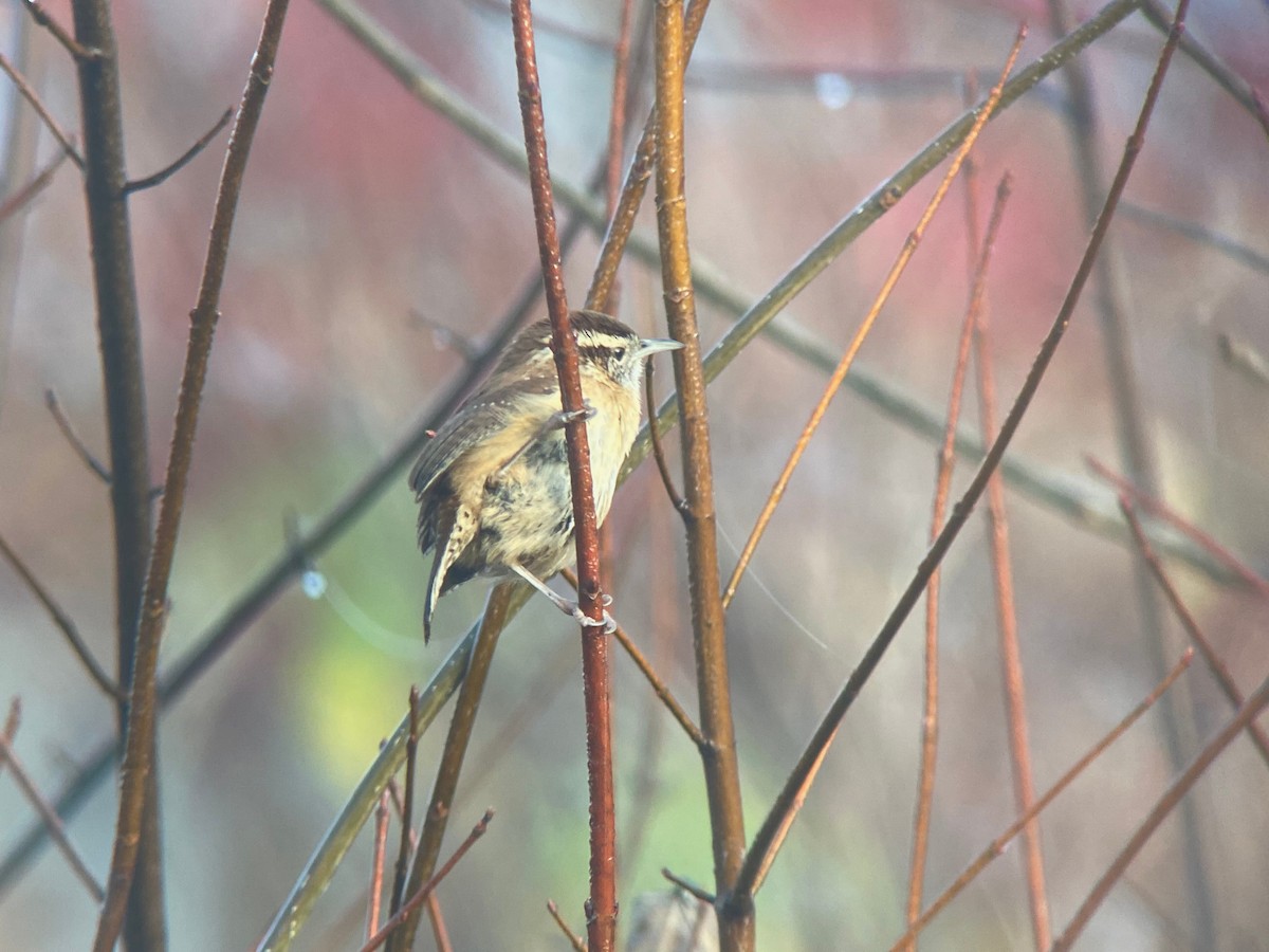 Carolina Wren - ML317065581