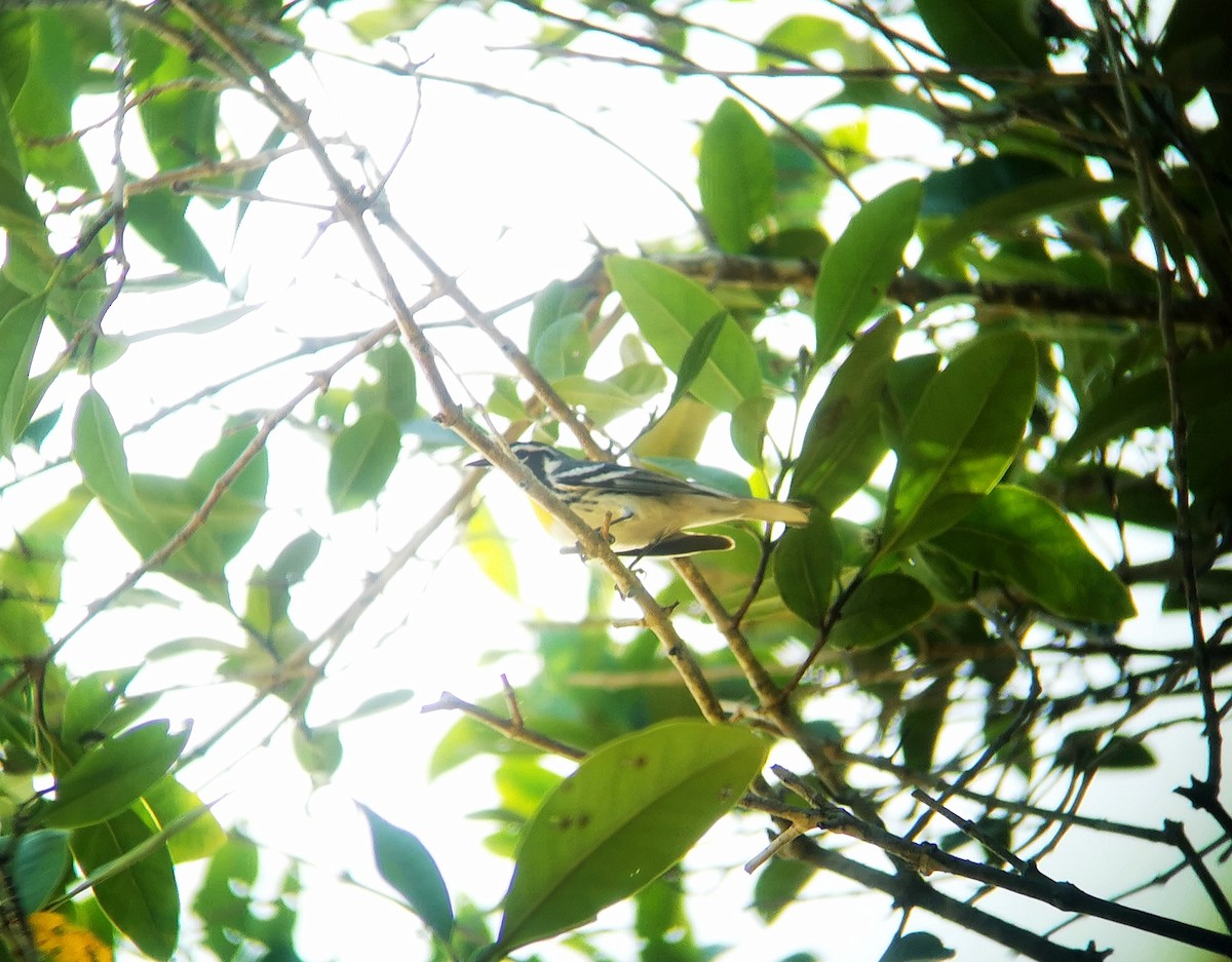 Yellow-throated Warbler - ML317066501