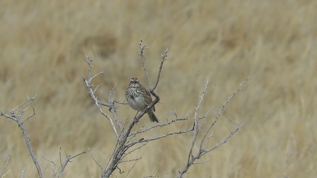 Savannah Sparrow - ML317067661