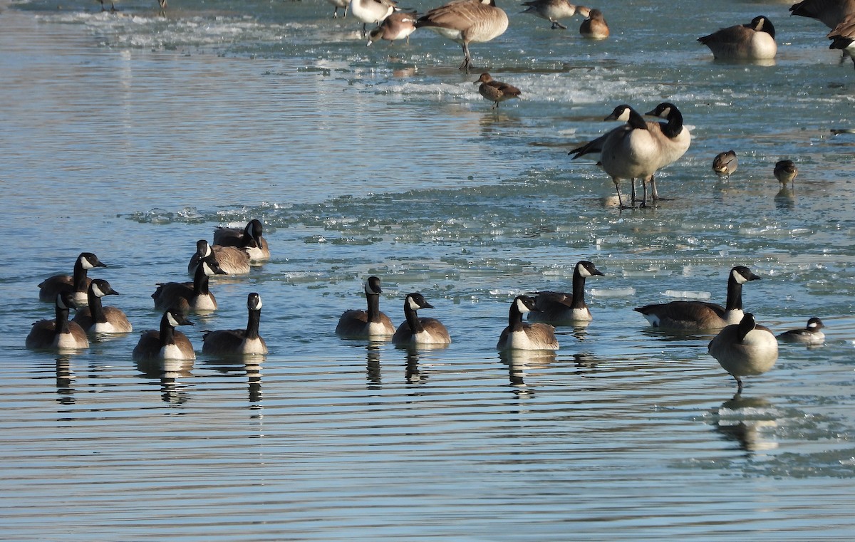 Canada Goose - ML317070431