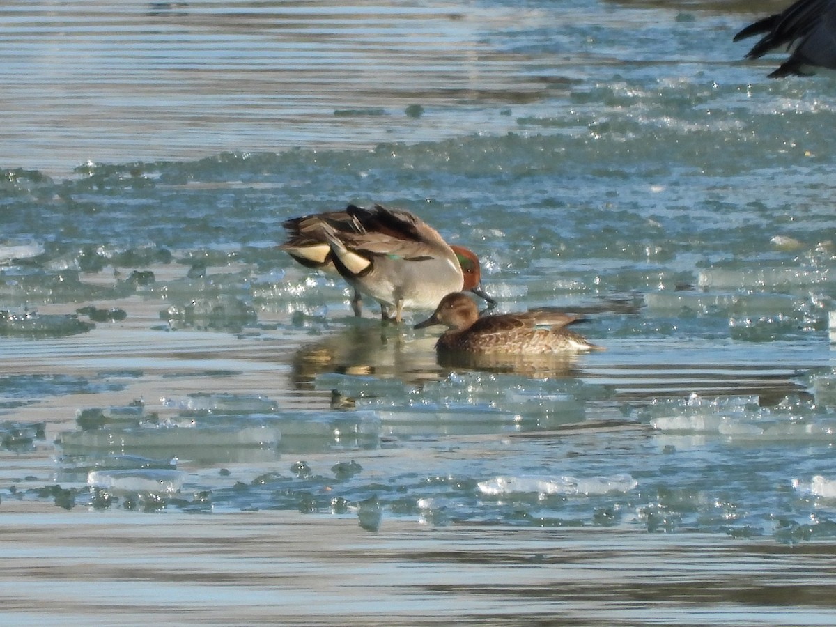 Green-winged Teal - ML317070891