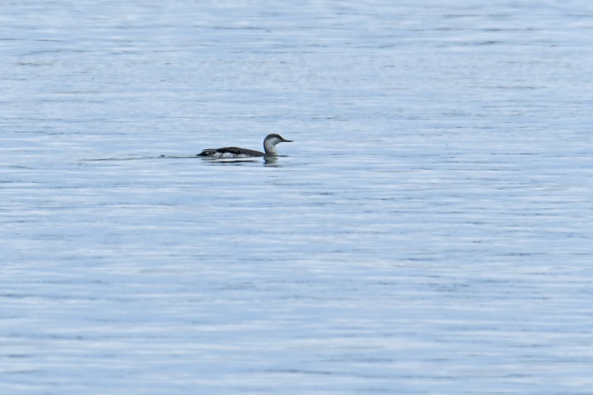 Red-throated Loon - ML317071091