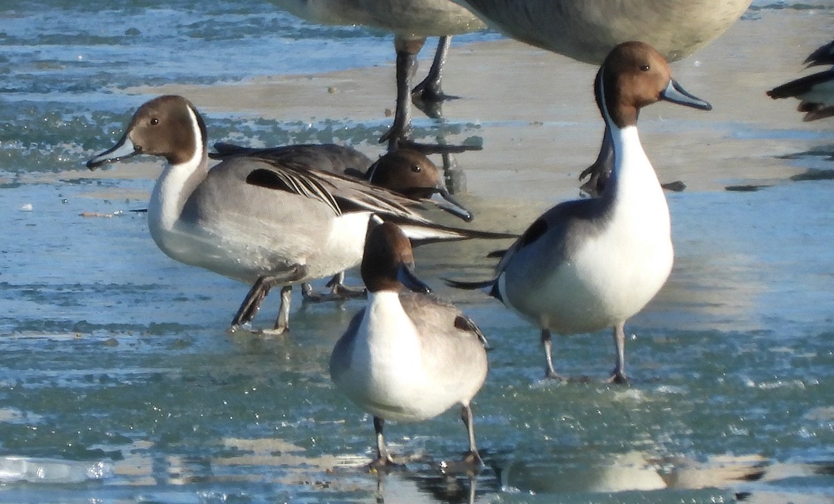 Northern Pintail - Glenn Pearson