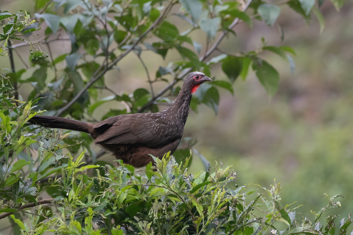 Red-faced Guan - Pablo Re