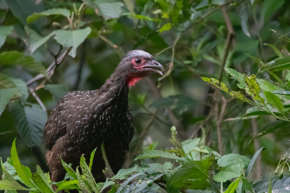 Red-faced Guan - ML317071251