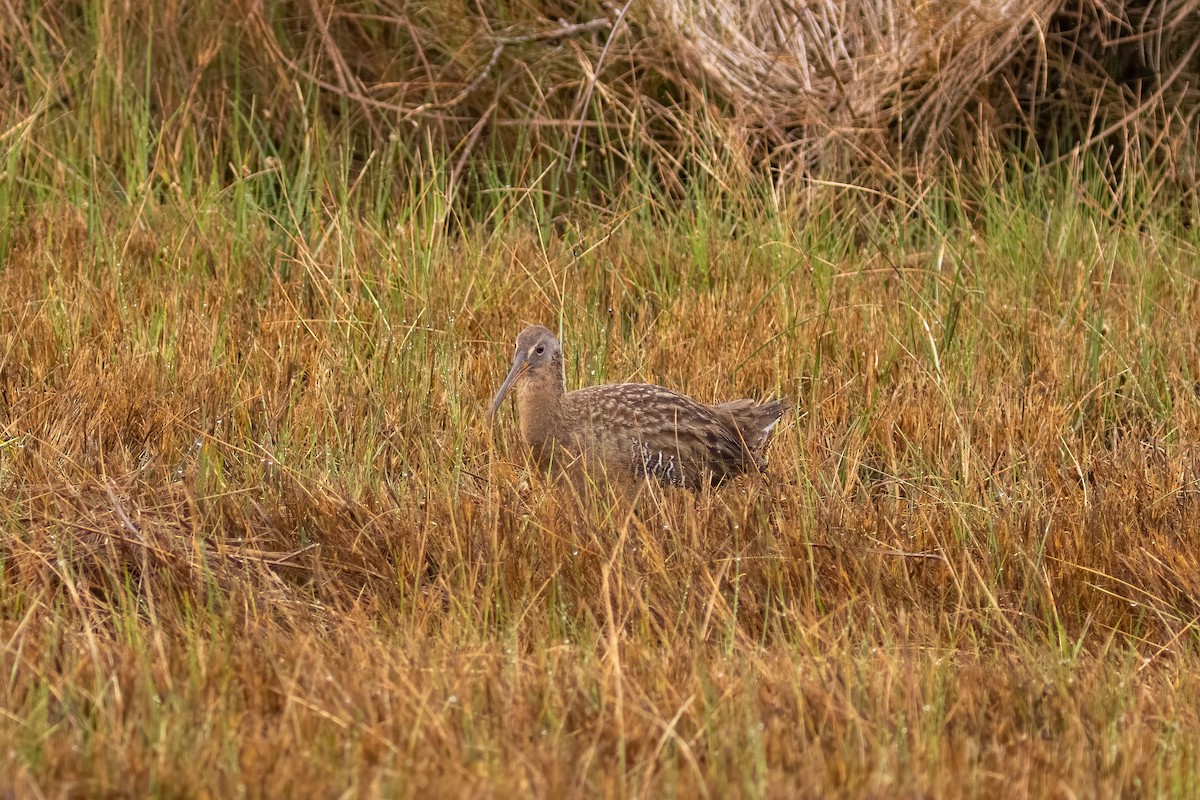 Clapper Rail - ML317071931