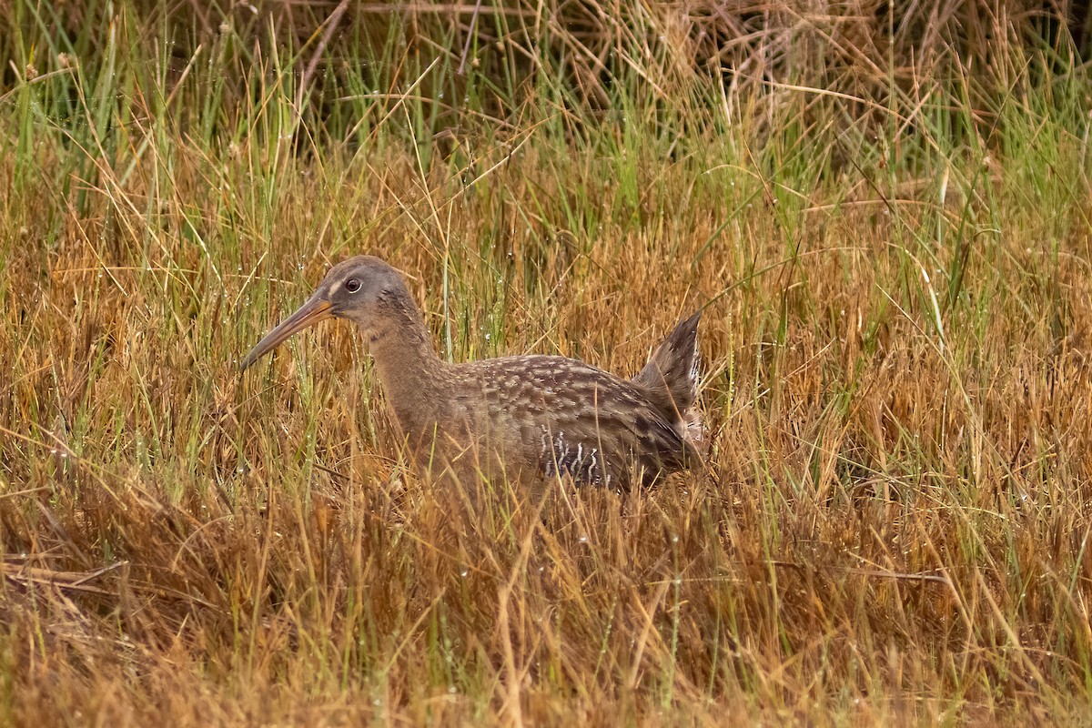 Clapper Rail - ML317073041