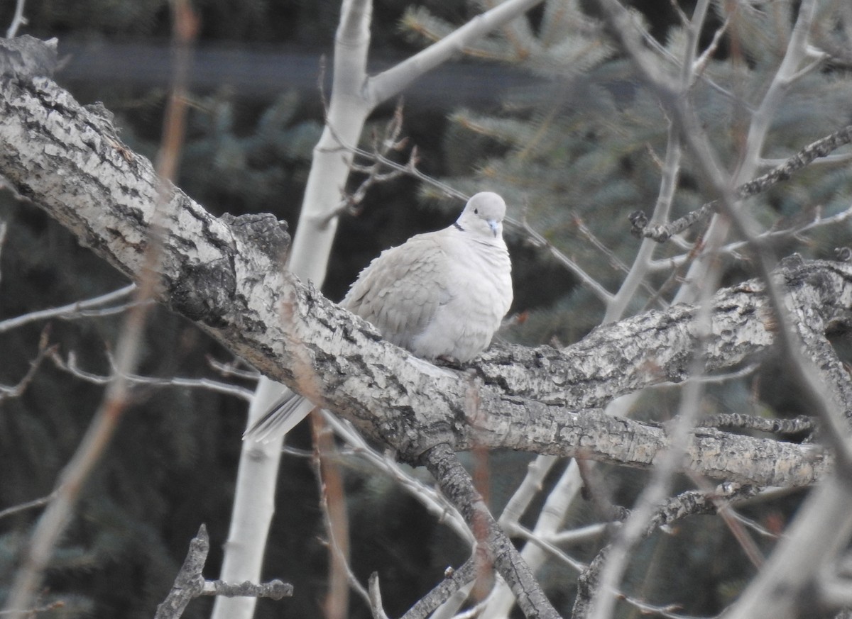 Eurasian Collared-Dove - ML317073311