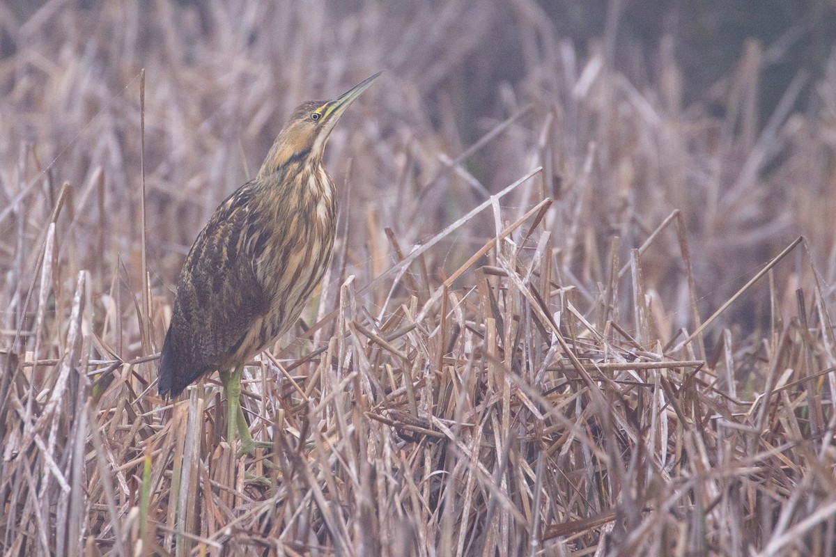 American Bittern - ML317073341