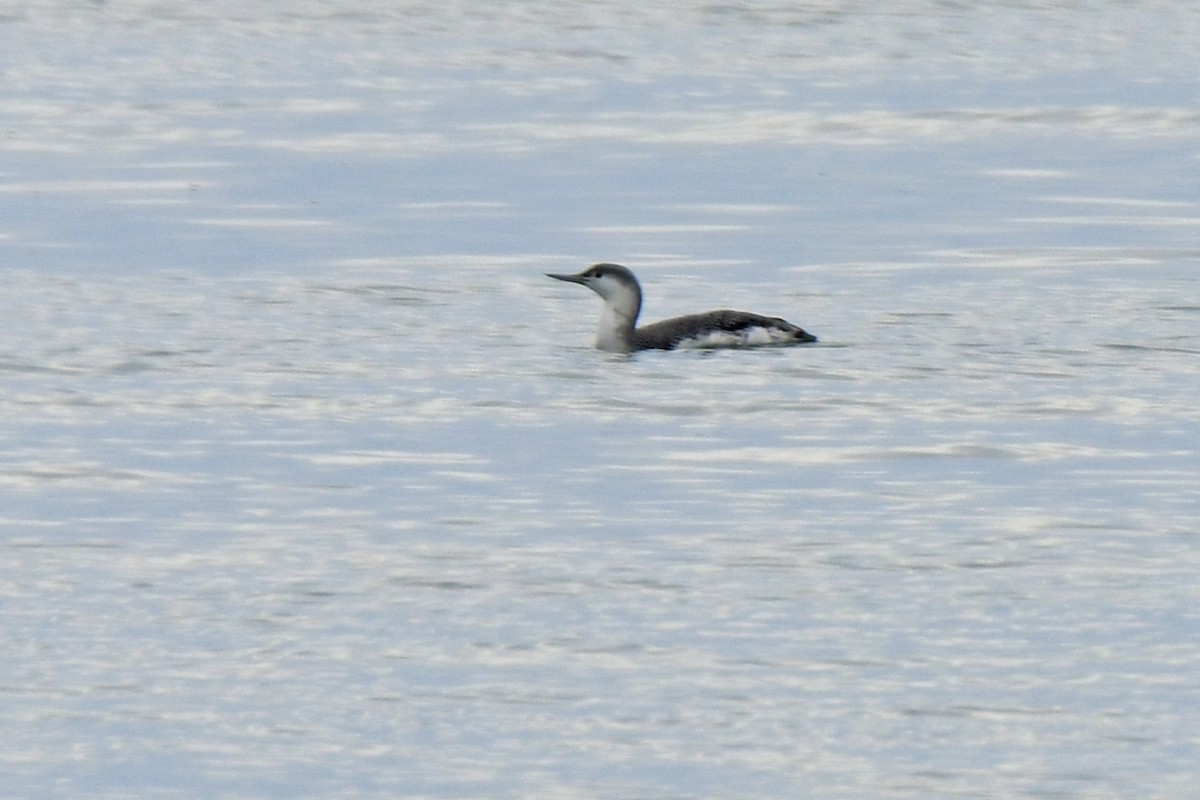 Red-throated Loon - ML317073351