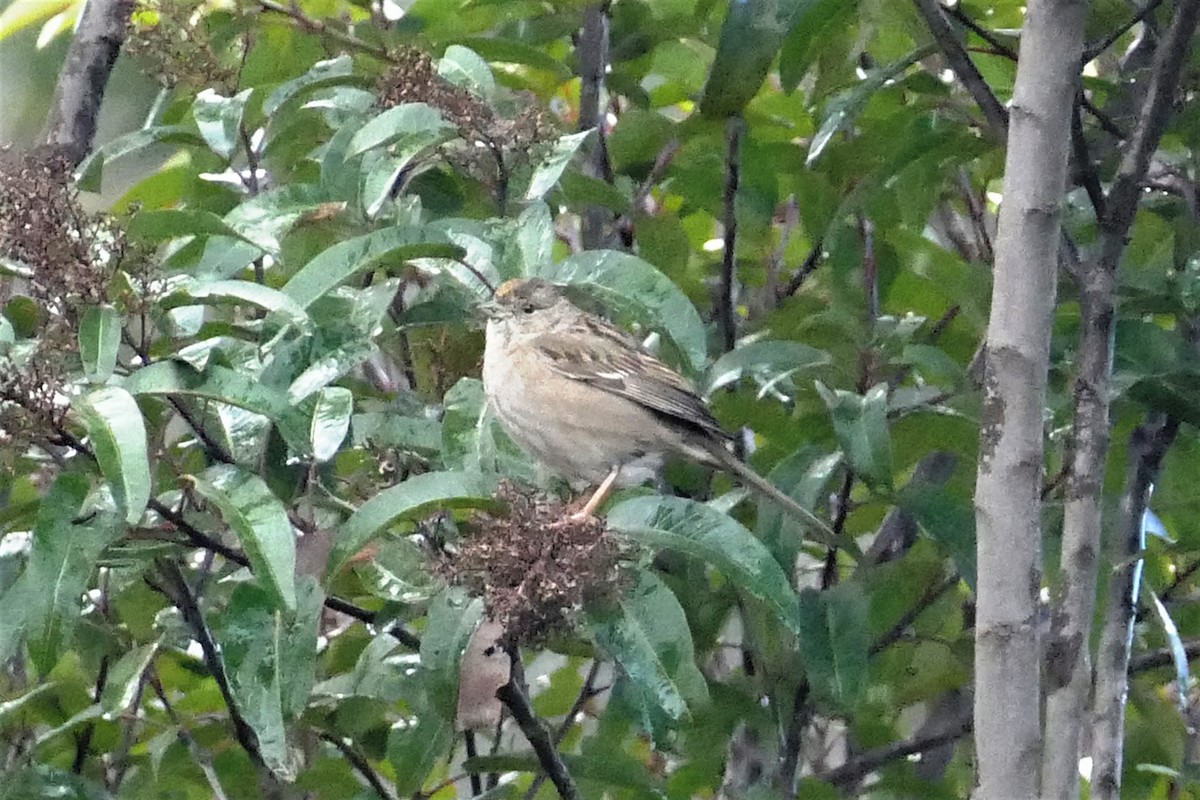 Bruant à couronne dorée - ML317073401