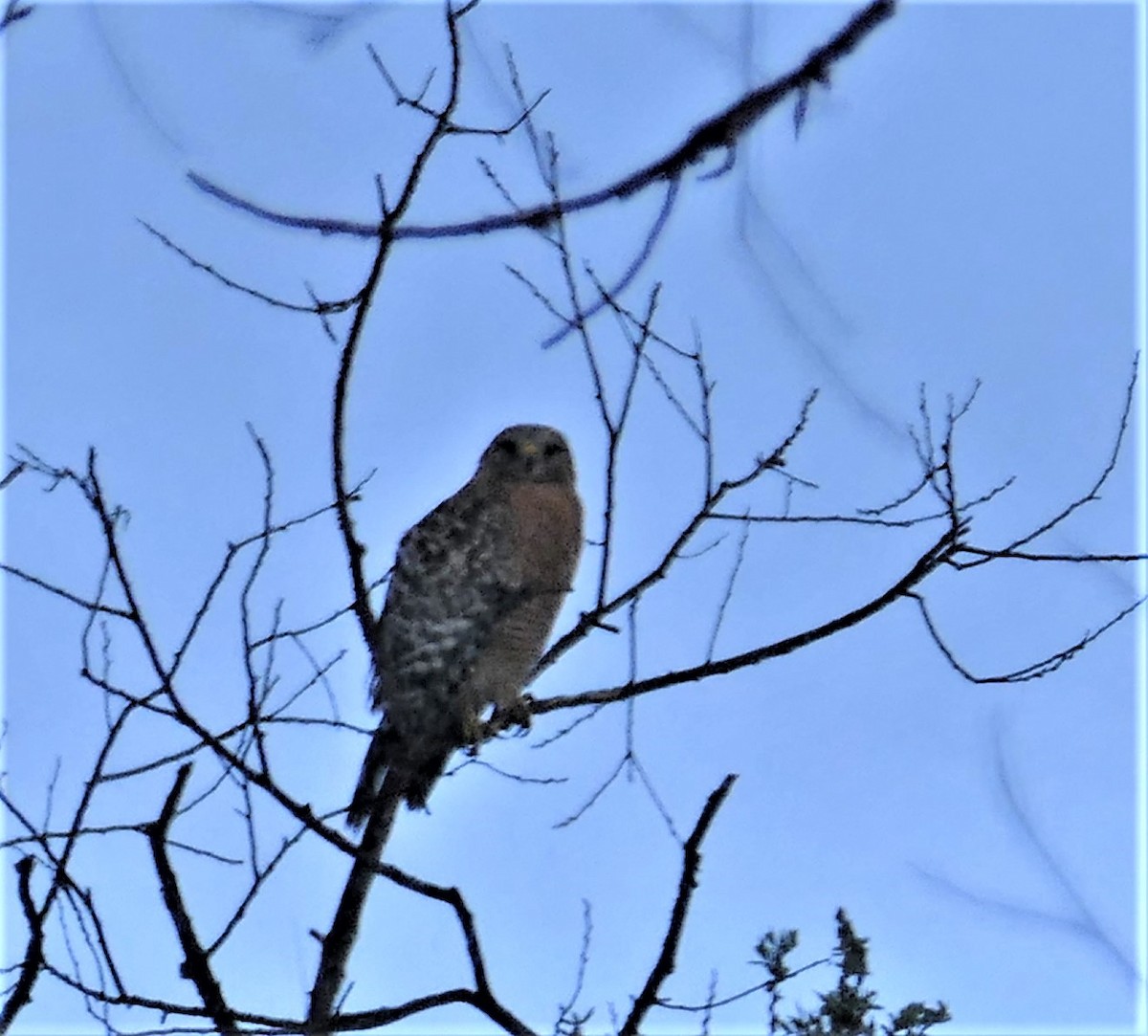 Red-shouldered Hawk - ML317074261