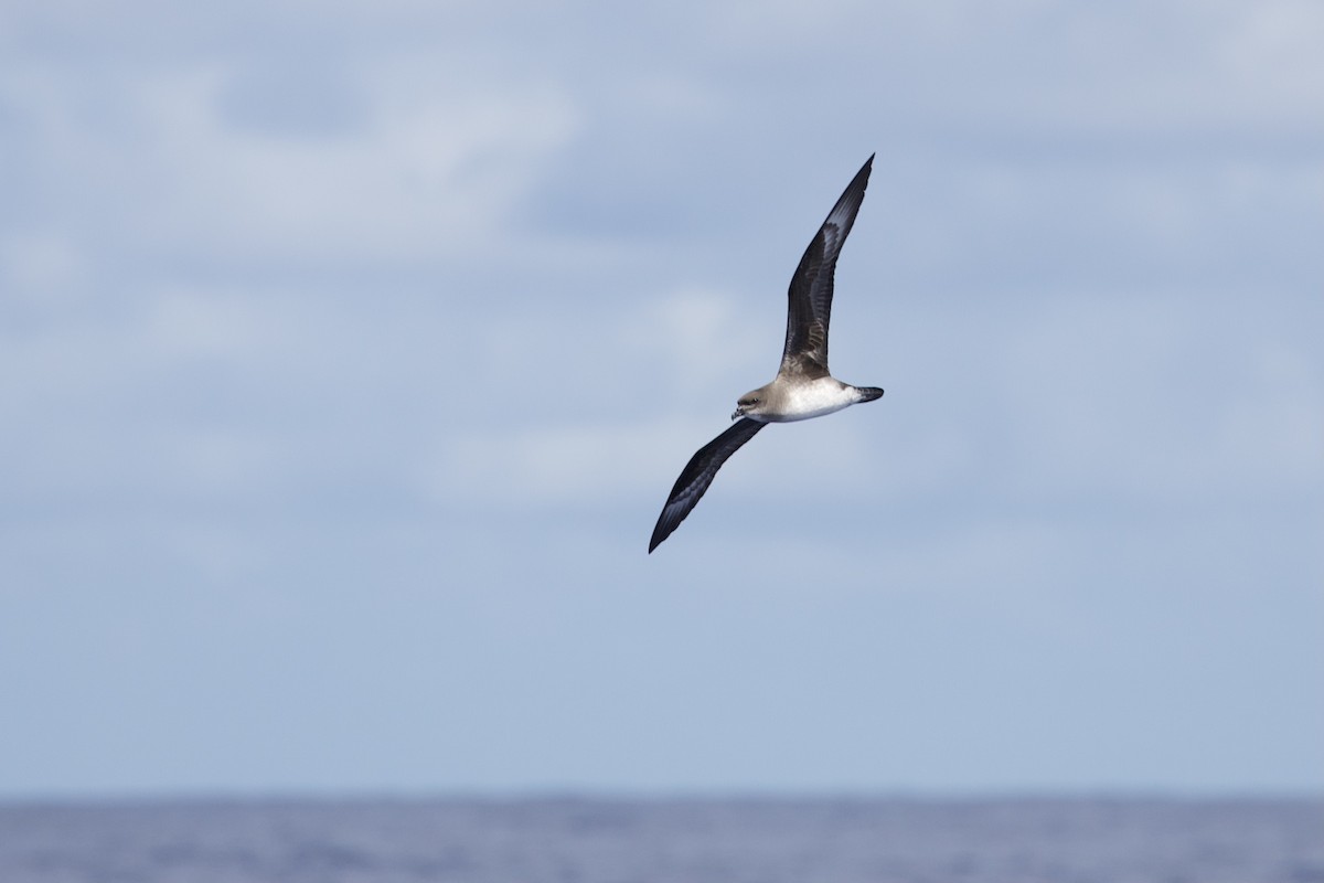 Herald Petrel - Elliot Leach