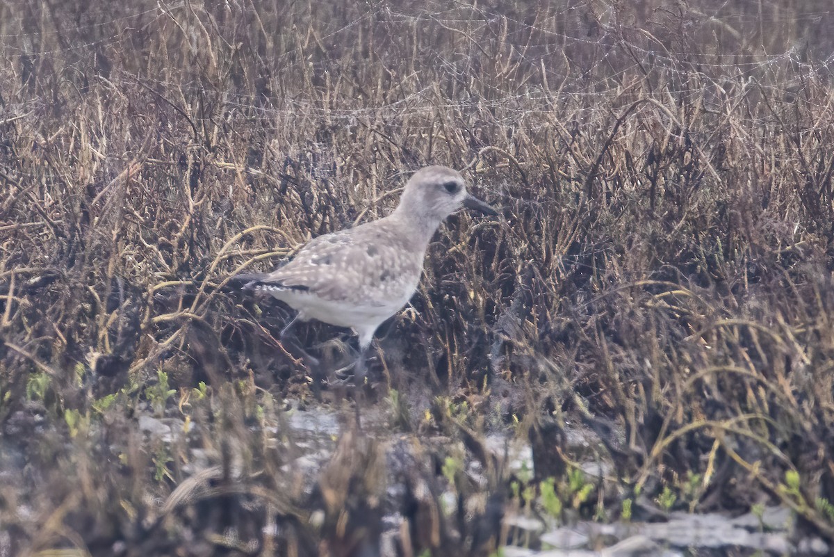 Black-bellied Plover/golden-plover sp. - ML317075511