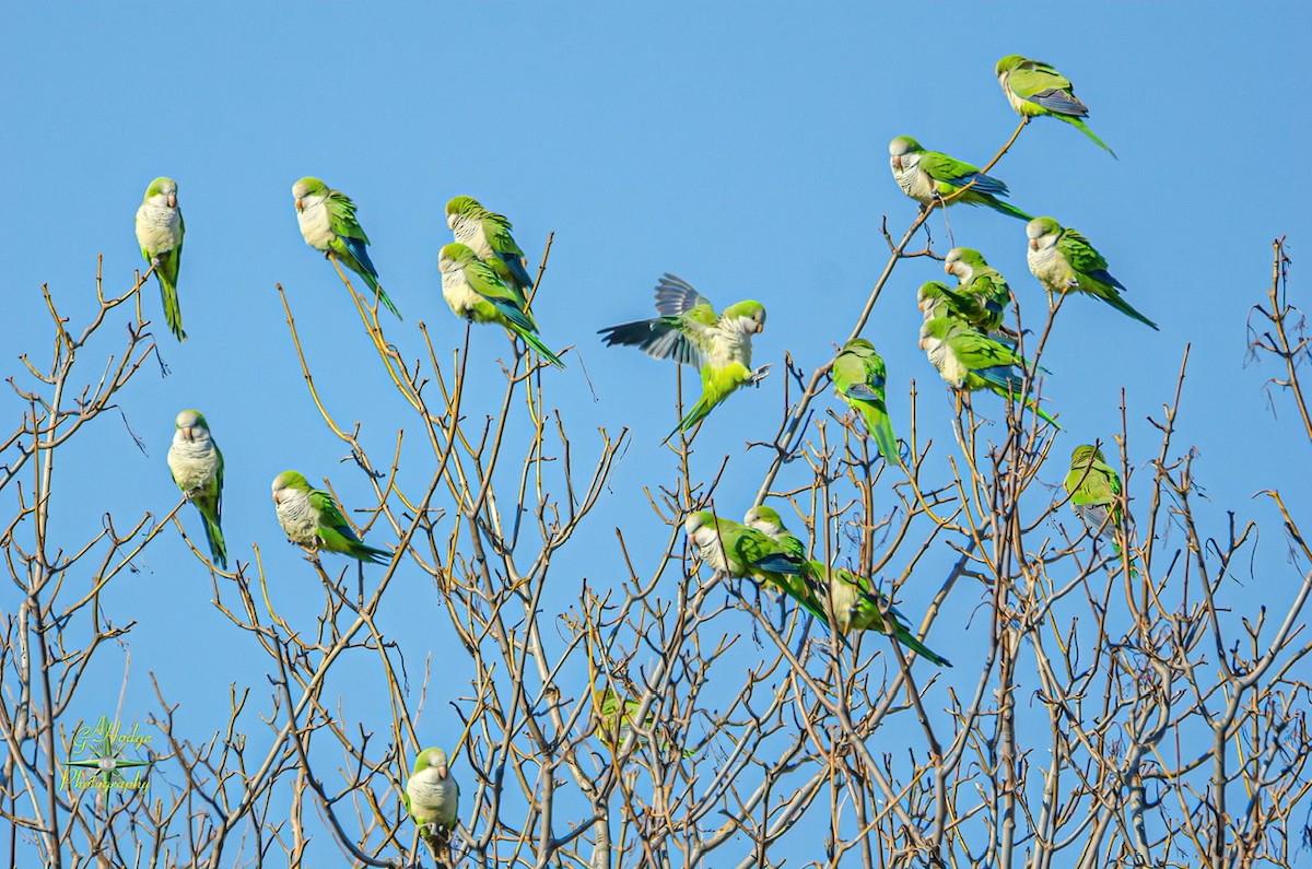 Monk Parakeet - Gary Hodge