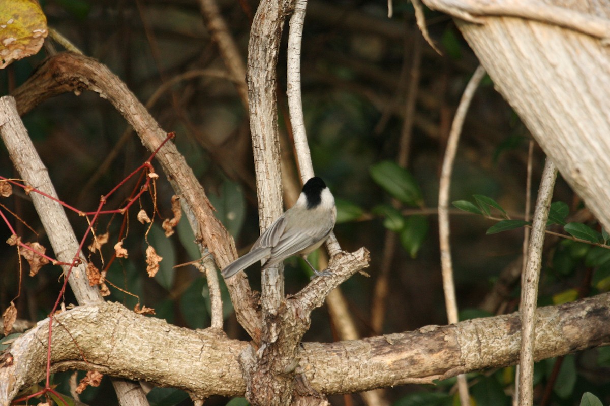 Carolina Chickadee - ML317076071