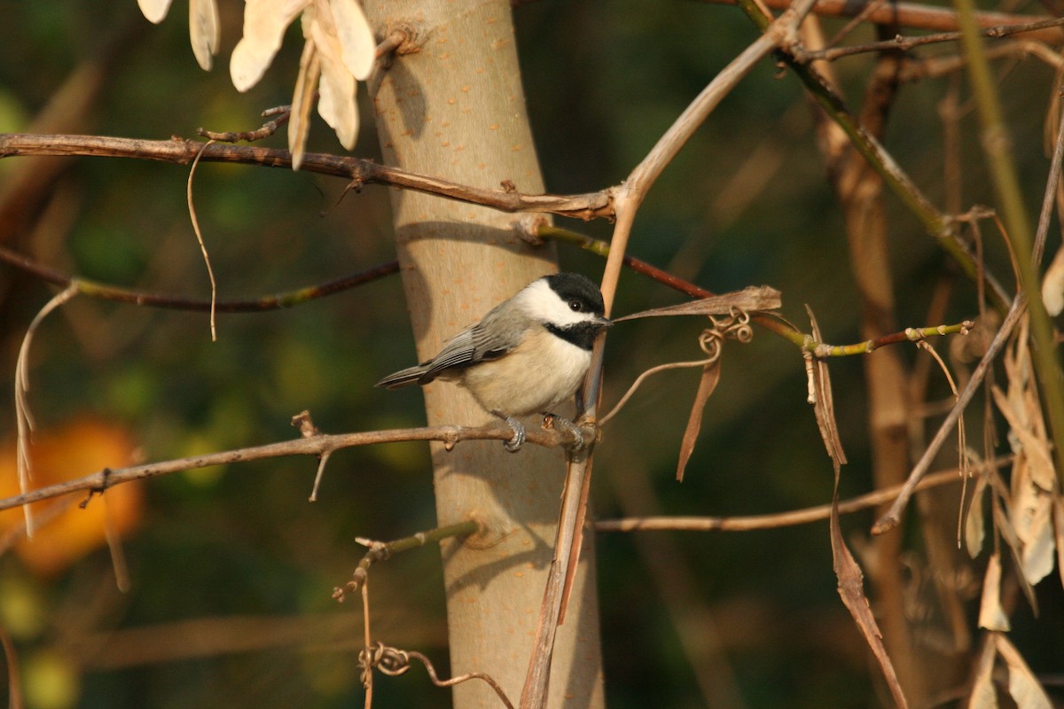 Carolina Chickadee - ML317076091